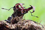 Hirschkäfer Lucanus cervus