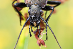 Körniger Laufkäfer Carabus granulatus