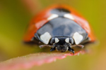 Siebenpunkt-Marienkäfer Coccinella septempunctata