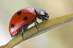 Siebenpunkt-Marienkäfer Coccinella septempunctata
