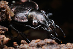 Körniger Laufkäfer Carabus granulatus