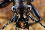 Körniger Laufkäfer Carabus granulatus