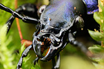 Blauvioletter Waldlaufkäfer Carabus problematicus