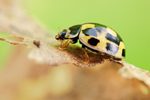 Vierzehnpunkt-Marienkäfer Propylea quatuordecimpunctata