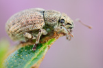 Kranzrüssler Strophosoma capitatum