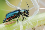 Zweifleckiger Zipfelkäfer Malachius bipustulatus