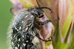 Trauer-Rosenkäfer Oxythyrea funesta