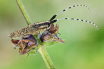 Distelbock Agapanthia villosoviridescens