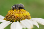 Trauer-Rosenkäfer Oxythyrea funesta