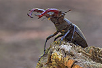 Hirschkäfer Lucanus cervus