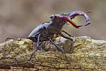 Hirschkäfer Lucanus cervus