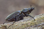 Hirschkäfer Lucanus cervus