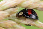 Asiatischer Marienkäfer Harmonia axyridis