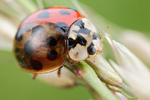 Asiatischer Marienkäfer Harmonia axyridis