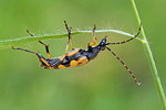 Gefleckter Schmalbock Leptura maculata