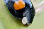 Asiatischer Marienkäfer Harmonia axyridis