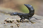 Schwarzer Moderkäfer Ocypus olens