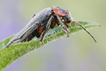 Soldatenkäfer Cantharis fusca