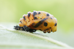 Asiatischer Marienkäfer Harmonia axyridis | Larva