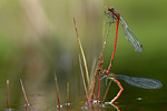 Frühe Adonislibelle Pyrrhosoma nymphula