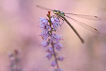 Gemeine Binsenjungfer Lestes sponsa