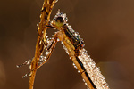 Gemeine Binsenjungfer Lestes sponsa