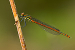 Frühe Adonislibelle Pyrrhosoma nymphula