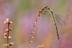 Kleine Binsenjungfer Lestes virens