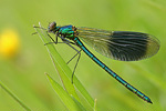 Gebänderte Prachtlibelle Calopteryx splendens