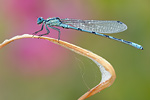 Becher-Azurjungfer Enallagma cyathigerum