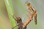 Frühe Adonislibelle Pyrrhosoma nymphula