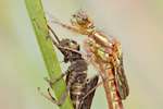 Frühe Adonislibelle Pyrrhosoma nymphula