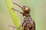 Frühe Adonislibelle | Exuvie Pyrrhosoma nymphula