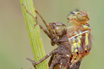 Frühe Adonislibelle Pyrrhosoma nymphula