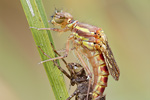 Frühe Adonislibelle Pyrrhosoma nymphula