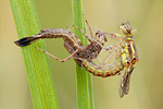 Frühe Adonislibelle Pyrrhosoma nymphula