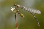 Hufeisen-Azurjungfer Coenagrion puella