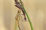 Frühe Adonislibelle Pyrrhosoma nymphula