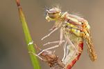 Frühe Adonislibelle Pyrrhosoma nymphula