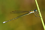 Kleine Binsenjungfer Lestes virens