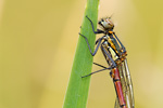 Frühe Adonislibelle Pyrrhosoma nymphula