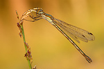 Gemeine Binsenjungfer Lestes sponsa