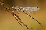 Kleine Binsenjungfer Lestes virens