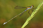 Glänzende Binsenjungfer Lestes dryas