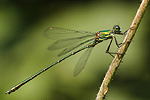 Weidenjungfer Lestes viridis