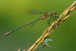 Glänzende Binsenjungfer Lestes dryas