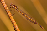 Gemeine Winterlibelle Sympecma fusca