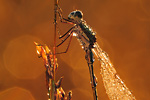 Kleine Binsenjungfer Lestes virens