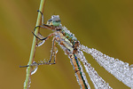 Gemeine Binsenjungfer Lestes sponsa