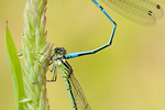 Hufeisen-Azurjungfer Coenagrion puella